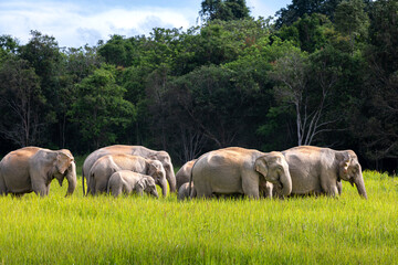 Wild elephant family in green grass field of tropical rainforest.