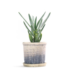 多肉植物、アロエ・ディコトマの鉢植え【白背景】