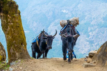 Papier Peint photo Makalu Portrait de yak avec une lourde charge sur le sentier de Lukla à Namche Bazaar au Népal. Trekking autour de Namche Bazaar et de la région de l& 39 Everest au Népal