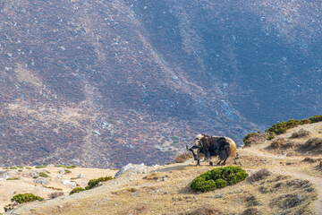 Sun shining through valley on Everest Base camp trek in Nepal with lonely yak