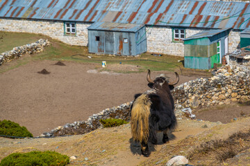 Dingboche village and mount Lhotse - trek to Everest base camp - Nepal Himalayas mountains