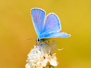 butterfly sipping from a flower