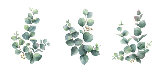 Watercolor vector set of bouquets of green eucalyptus branches. - obrazy, fototapety, plakaty
