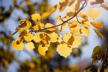 Fototapeta na wymiar Golden autumn in city park, seasonal landscape, beautiful nature, Time for romantic walking. Tree alley in fall background