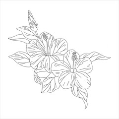 
Hibiscus beautiful blooming flower isolated on white background. Detailed close-up macro view. Color black white outline sketch drawing set. Exotic tropical spring summer botanical vector design.