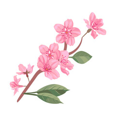 Sakura flowers, cherry or peach tree branches with leaves. Flat vector illustrations for spring in Asia, nature, blooming