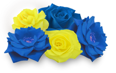 Blue Yellow Bouquet of Roses in the colors of the flag of Ukraine