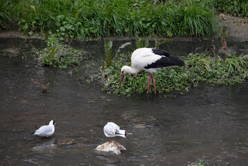 stork and plastic garbage waste image in the creek