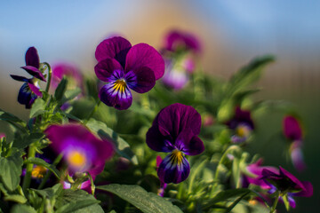 Obraz na płótnie Canvas Viola tricolor wild flower also known as wild pansy, heartsease