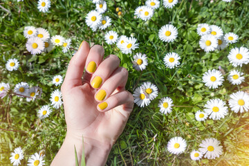 Female hand with spring nail design. Glitter yellow nail polish manicure. Female hand with chamomile flowers