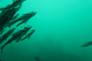 Fototapeta na wymiar 海中の魚の群れ、右に空間