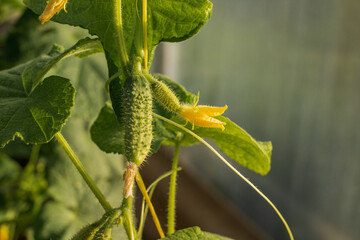 Cucumbers in greenhouse close up