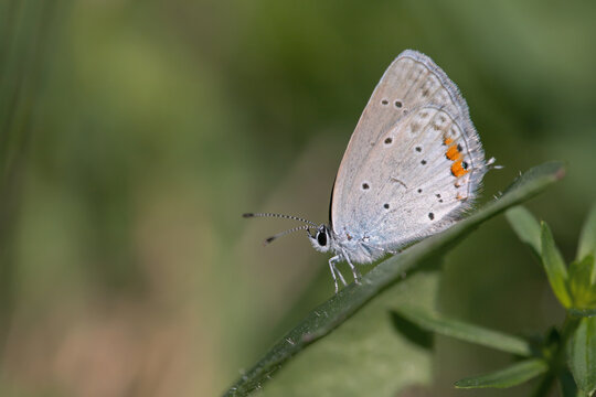 Female short-tailed blue butterfly (Cupido argiades).