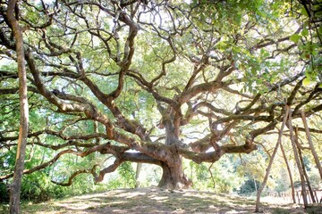 Obraz premium The great secular oak in Capannori Lucca Italy