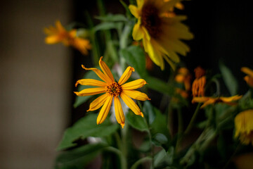 yellow flowers bouquet in the room