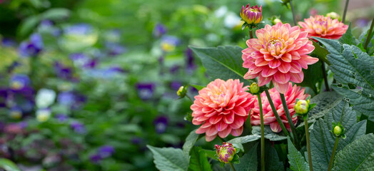 Lush pink dahlia flowers in a flower bed in summer. Gardening, perennial flowers, landscaping. With...