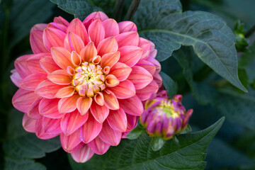 Gorgeous pink dahlia flower. Gardening, perennial flowers, landscaping.