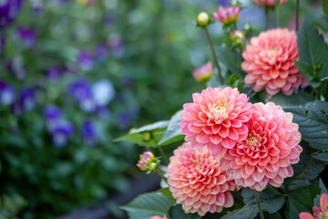 Lush pink dahlia flowers in a flower bed in summer. Gardening, perennial flowers, landscaping. With copy space.
