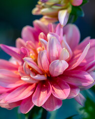 Gorgeous pink dahlia flower. Gardening, perennial flowers, landscaping.