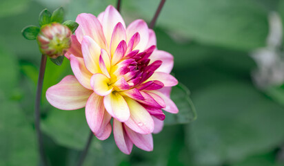 Fototapeta premium Pink dahlia flower on natural background with copy space. Floral card.