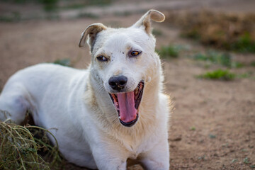 White dog portrait yawning