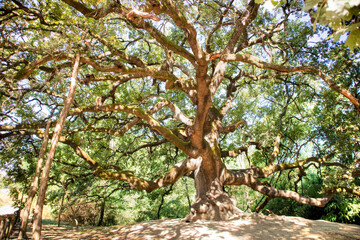 The great secular oak in Capannori Lucca Italy - obrazy, fototapety, plakaty