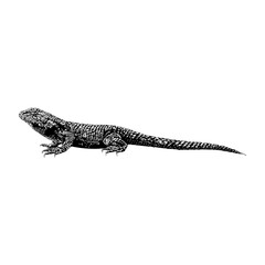 Fototapeta premium Eastern Fence Lizard hand drawing vector illustration isolated on background.