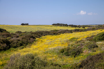 Field of yellow daisies in Sardinian countryside