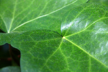 Large green leaves of flowers or trees. The background of nature.