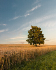 tree in the field