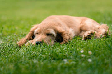 english cocker spaniel puppy sleeping in grass