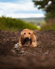 Cocker spaniel puppy in a muddy puddle