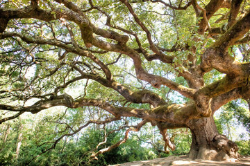 The great secular oak in Capannori Lucca Italy - obrazy, fototapety, plakaty