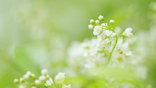 White flower with green leaves, prunus padus. Spring nature background. Slow motion.