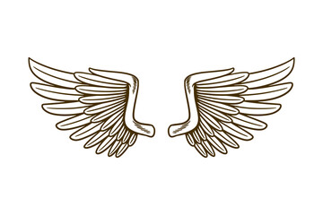 eagle wing vector illustration