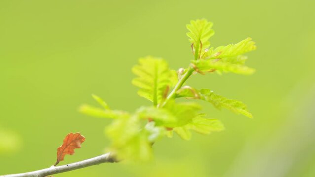 Young oak in the forest in spring. Young oak foliage or quercus robur in spring. Close up.