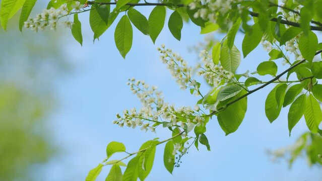 Blossoming bird cherry or mayday tree branch. Beautiful white buds and blossoms. Spring blooming. Slow motion.