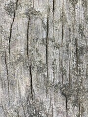 Washed out wood surface with interesting grain in black and white
