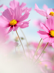 秋素材　満開のコスモスの日本風景