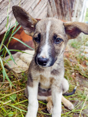 Close up of Cute Baby Stray Dog Looking at the Camera 