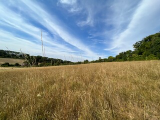 Fototapeta premium wheat field and blue sky