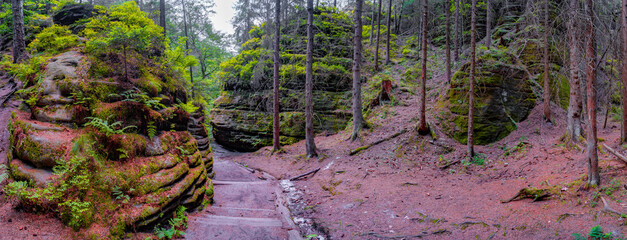 Panoramic over magical enchanted fairytale forest with fern, moss, lichen and sandstone rocks at the hiking trail Swedish Holes in the national park Saxon Switzerland near Dresden, Saxony, Germany.