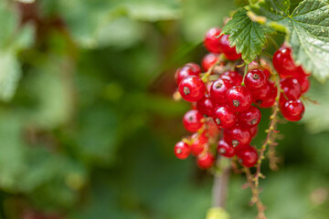 Ripe red currants with green leaves on a bush close-up as a background.