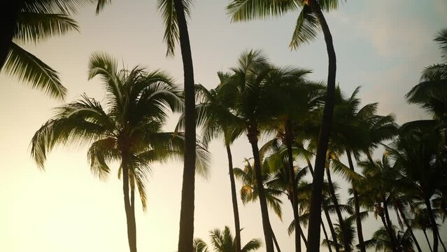 Beautiful sunset through the palm trees in Hawaii