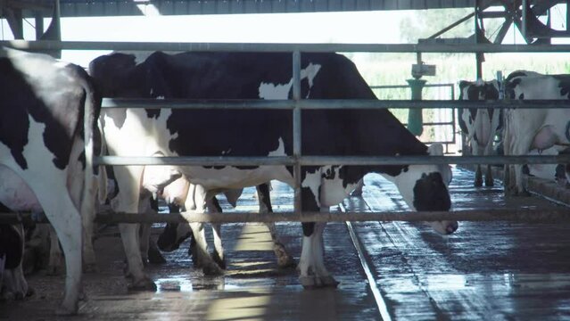 A cow walks on a farm under a roof