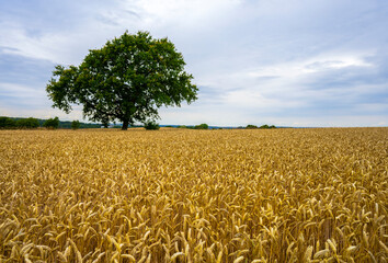 wheat field in the summer