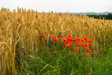 wheat field with poppies