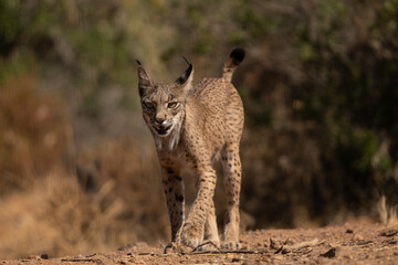 lince iberico