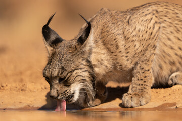 lince iberico