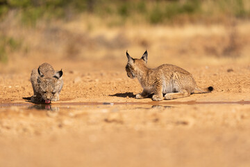 lince iberico